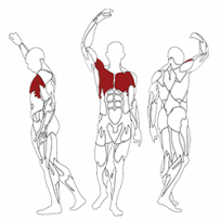 Бабочка BH FITNESS TR line L270