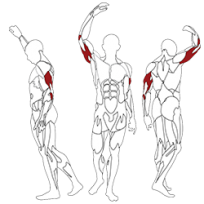 Трицепс BH FITNESS TR line L160