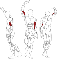 Бицепс BH FITNESS TR Line L130