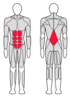Комбинированный пресс машина/разгибатель спины FITEX FTX-C4D08