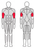Комбинированный бицепс/трицепс стоя FITEX FTX-C4D05