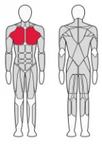 Комбинированный для мышц плеч и груди FITEX FTX-C4D02