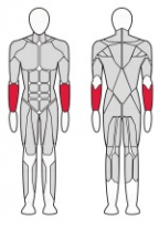 Тренажер для кистей рук FITEX FTX-61F63