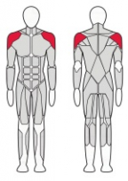 Дельта машина стоя FITEX FTX-PL28